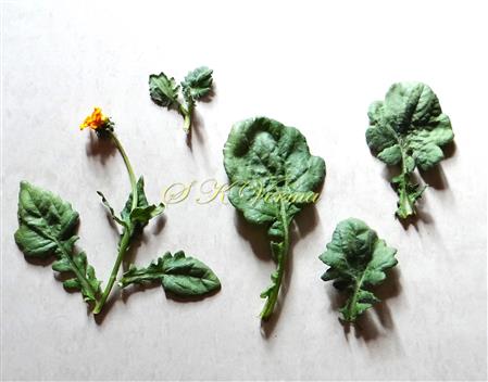  Leaves